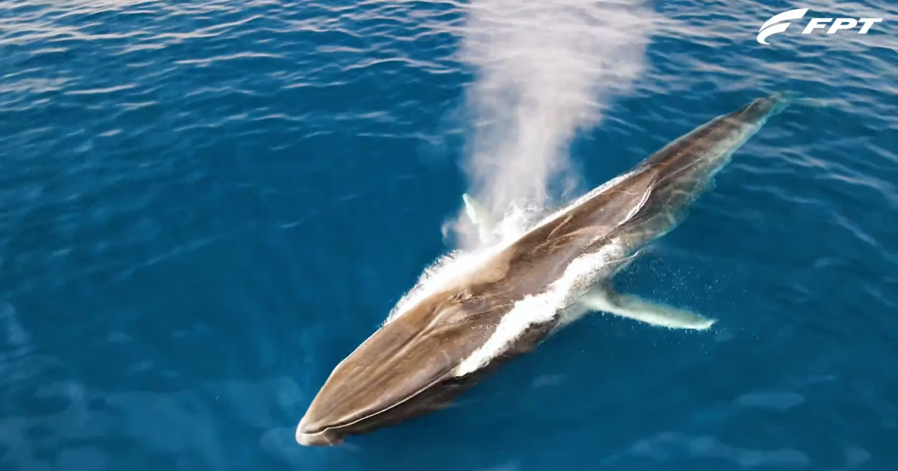 Cetacean Sanctuary Research_box_header